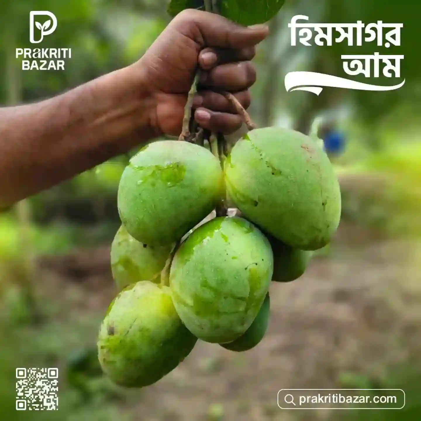 রাজশাহীর হিমসাগর আম