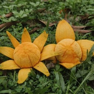 হাড়িভাঙ্গা