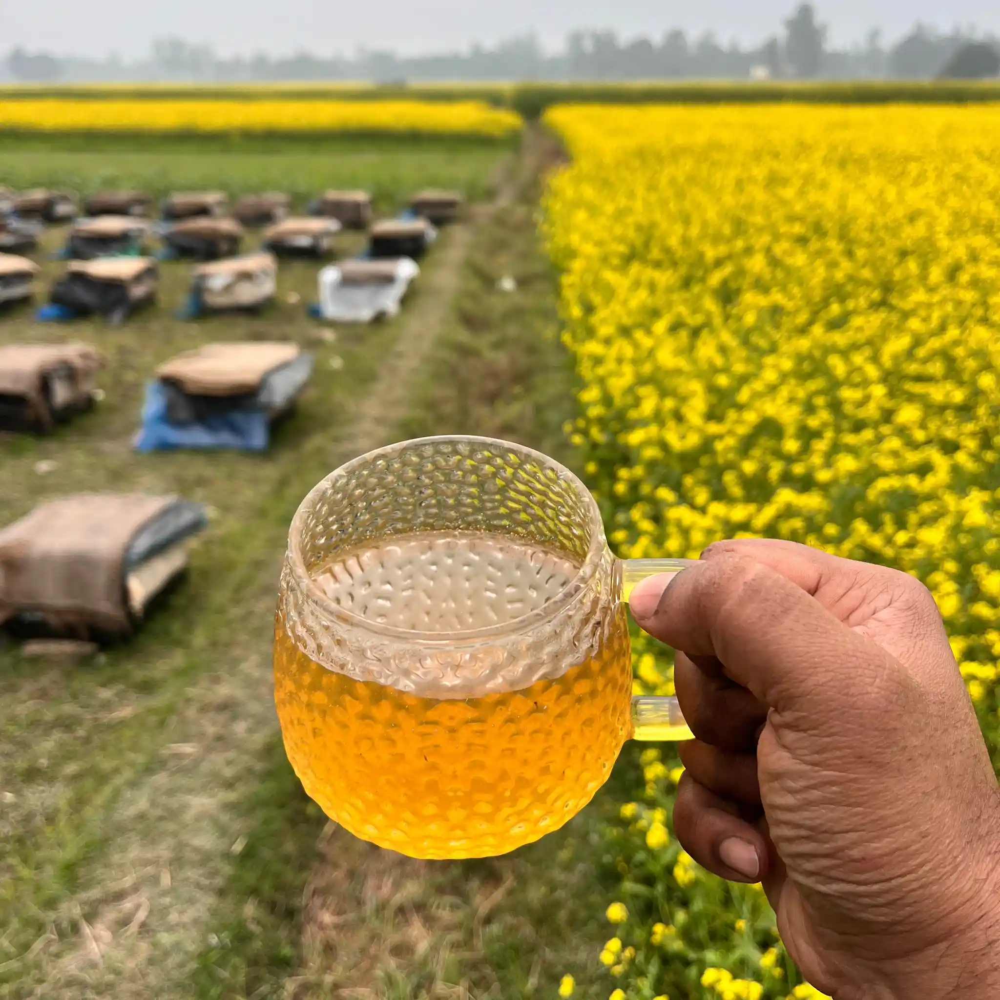 Mustard flower's Honey (সরিষা ফুলের জমা মধু) thumbnail 2