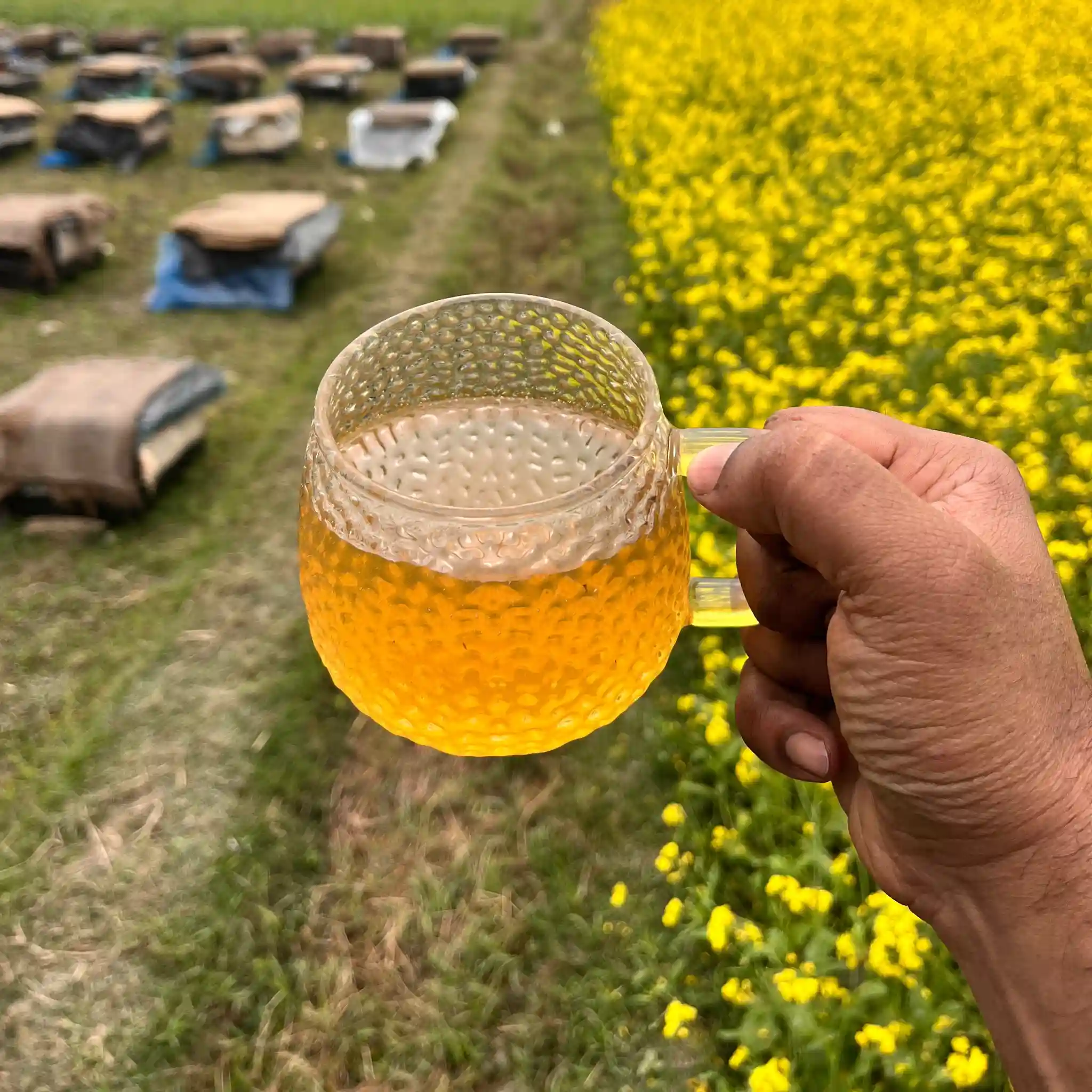Mustard flower's Honey (সরিষা ফুলের জমা মধু)
