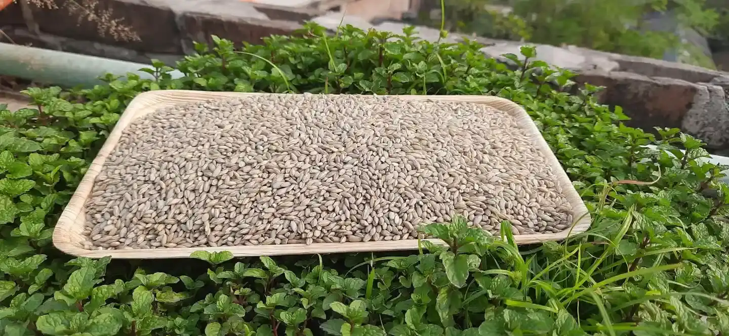 Cold Press Peeled Barley (যবের চাল) thumbnail 2