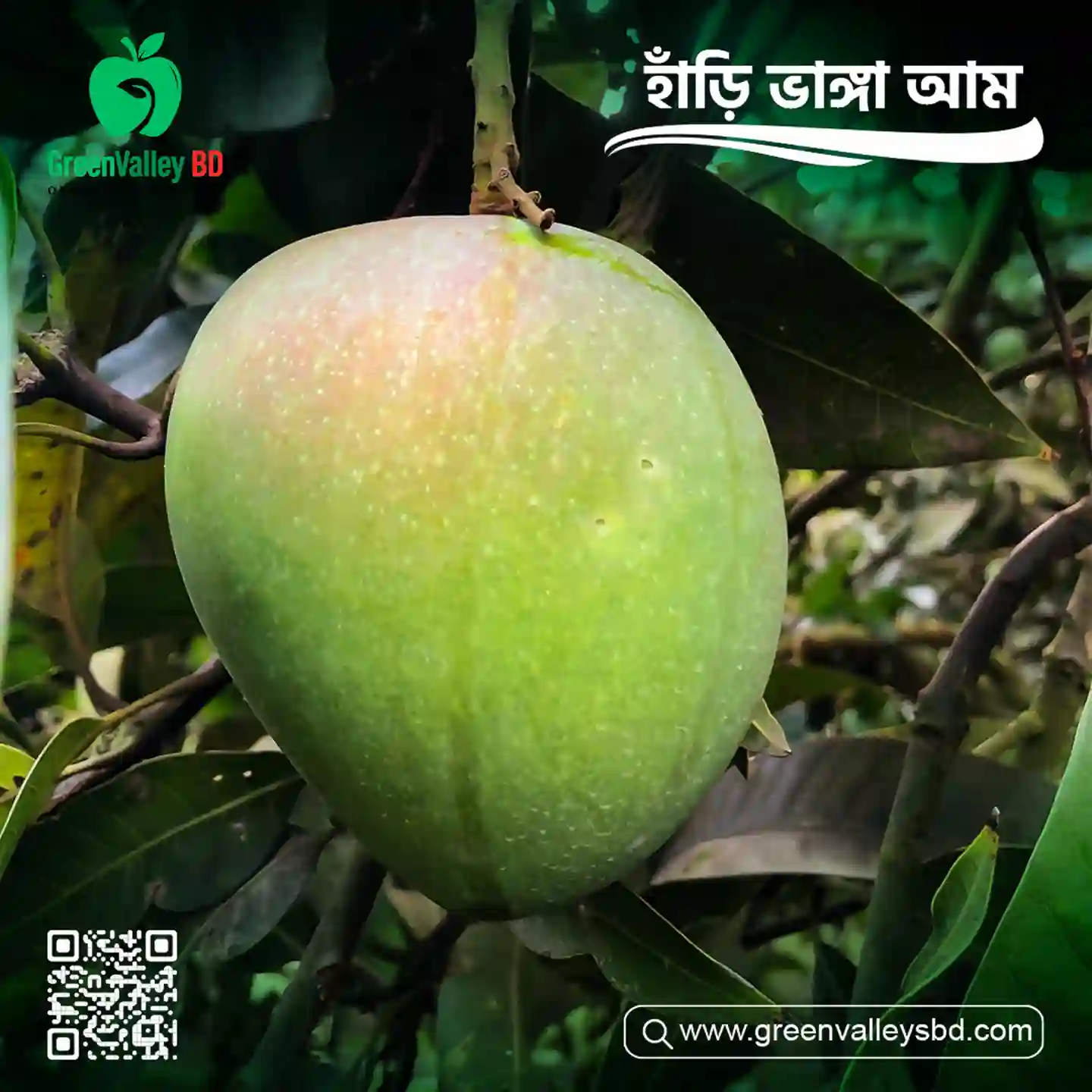 হাড়িভাঙ্গা-Harivanga thumbnail 3