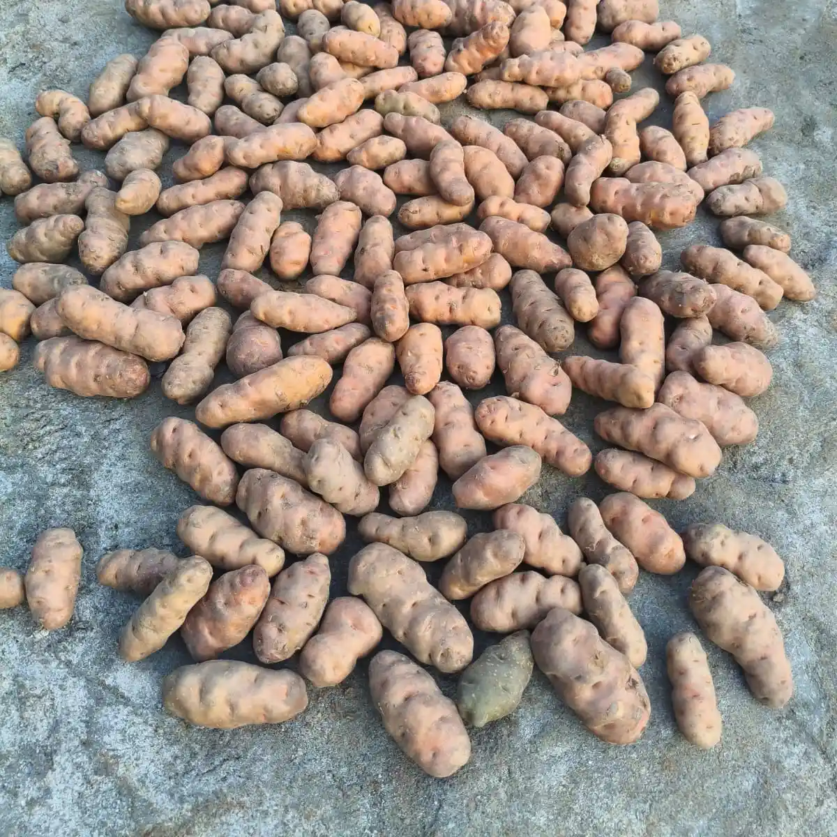 শীল বিলাতী আলু