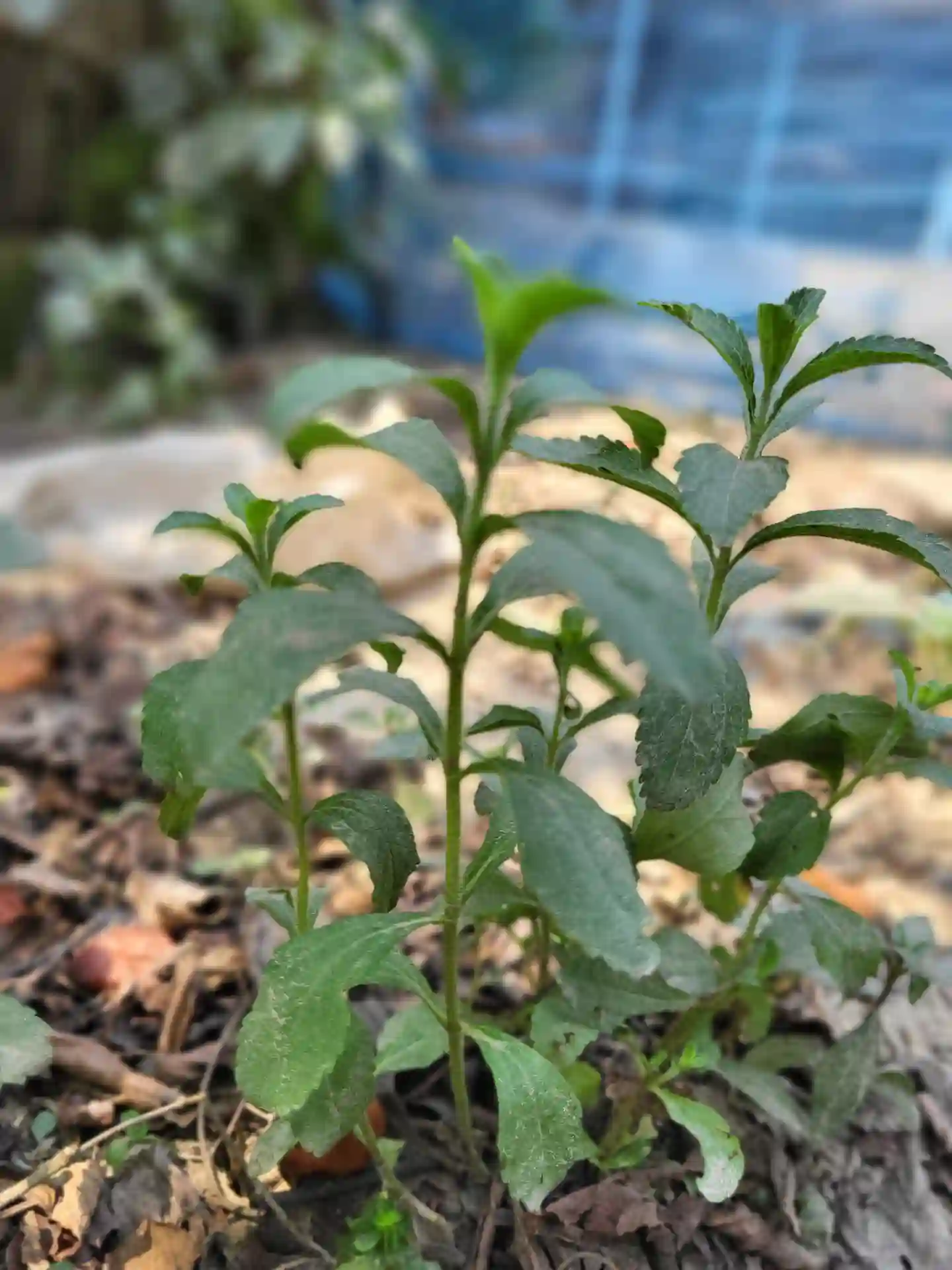  স্টেভিয়া পাউডার thumbnail 2