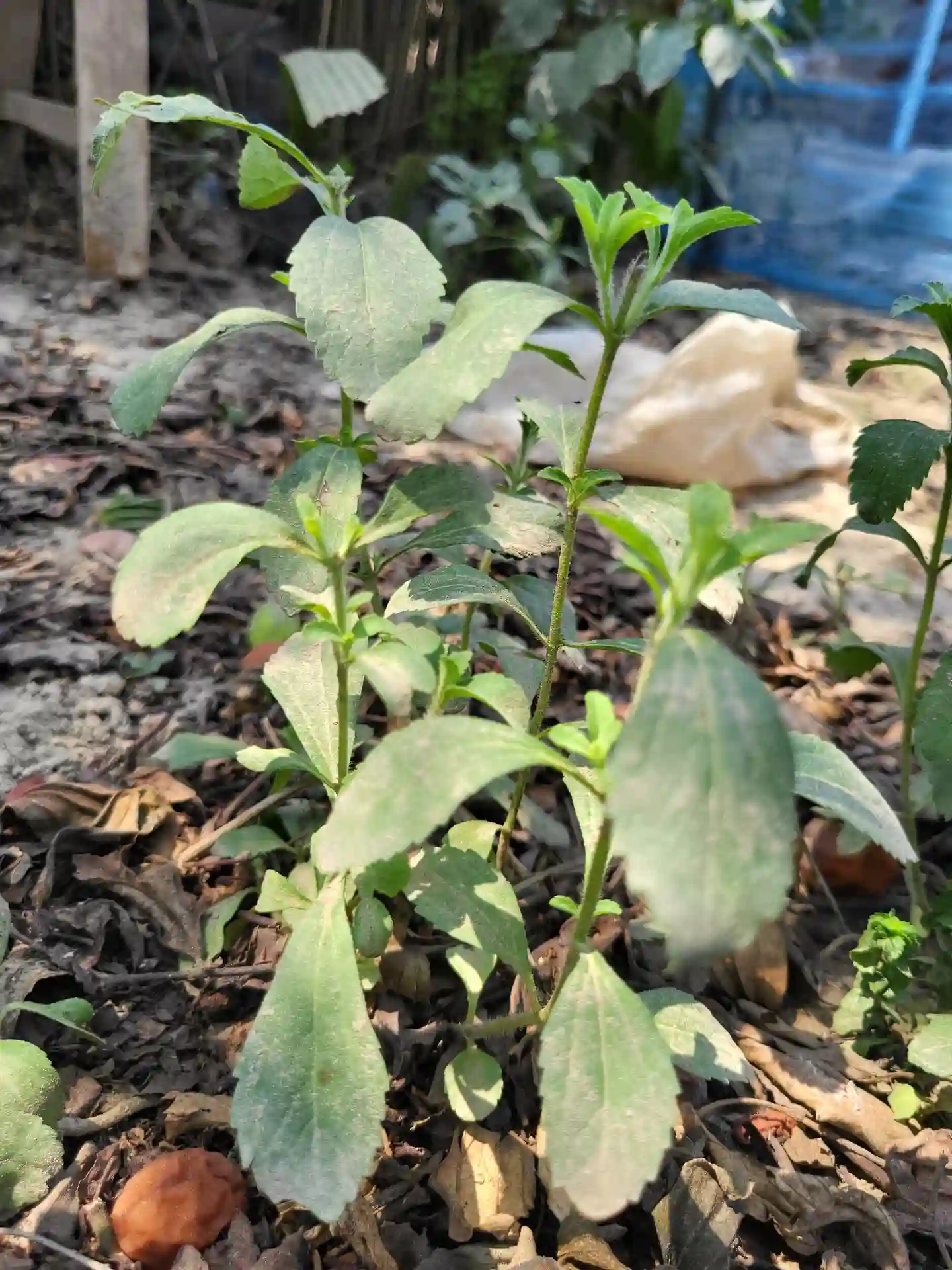  স্টেভিয়া পাউডার thumbnail 3