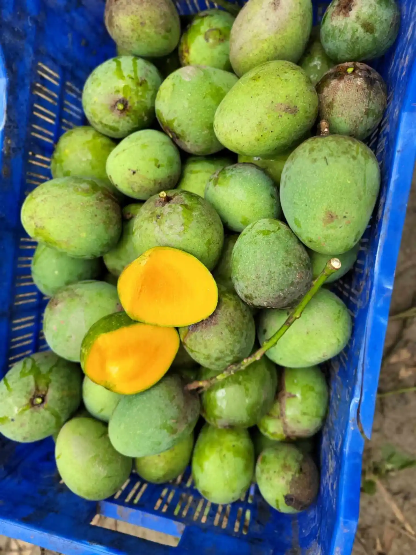 রাজশাহীর হিমসাগর আম thumbnail 4