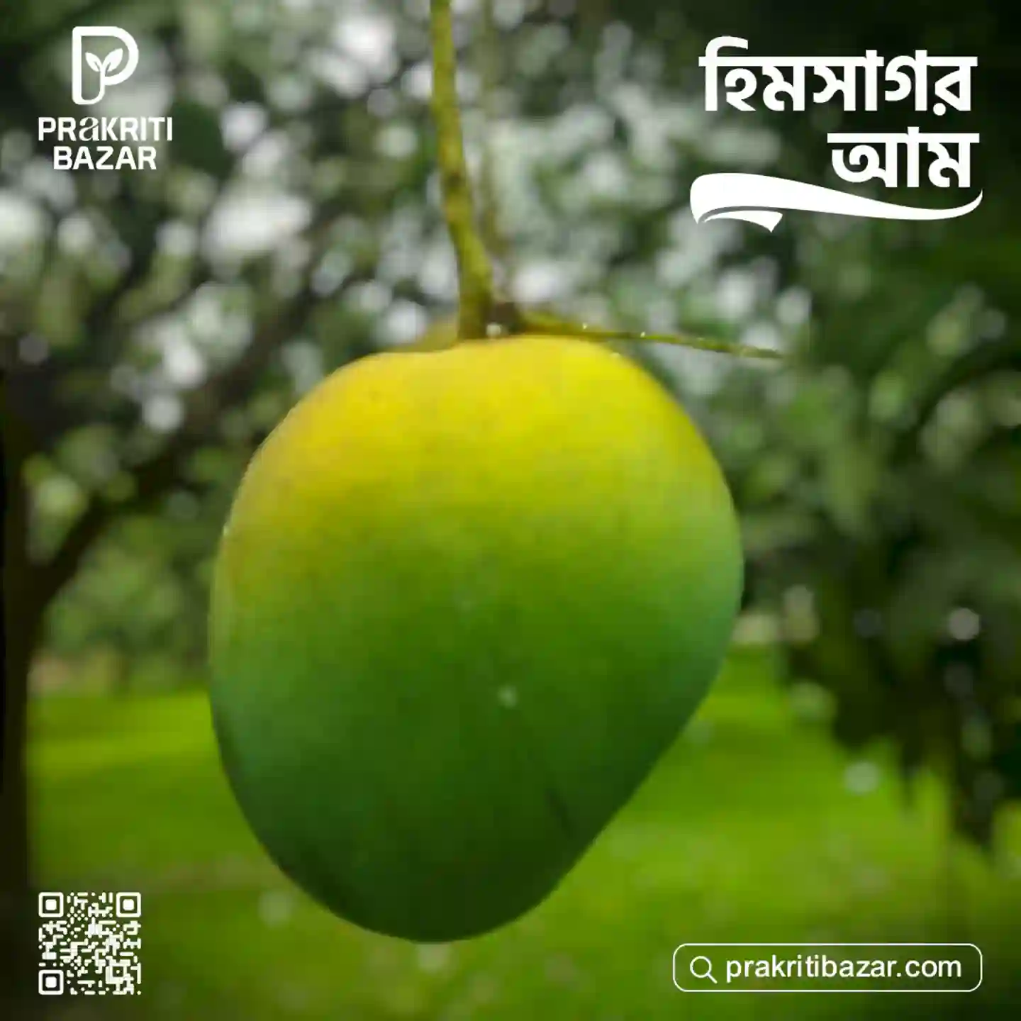 রাজশাহীর হিমসাগর আম thumbnail 2