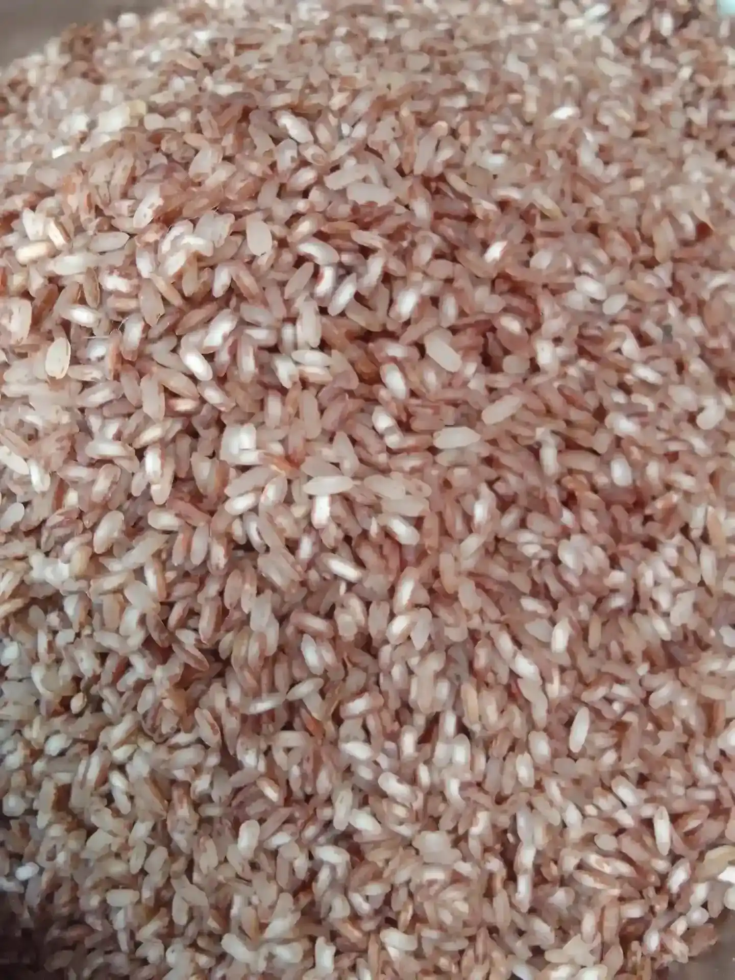 আমন ধানের লাল চাল  (আমন) thumbnail 2