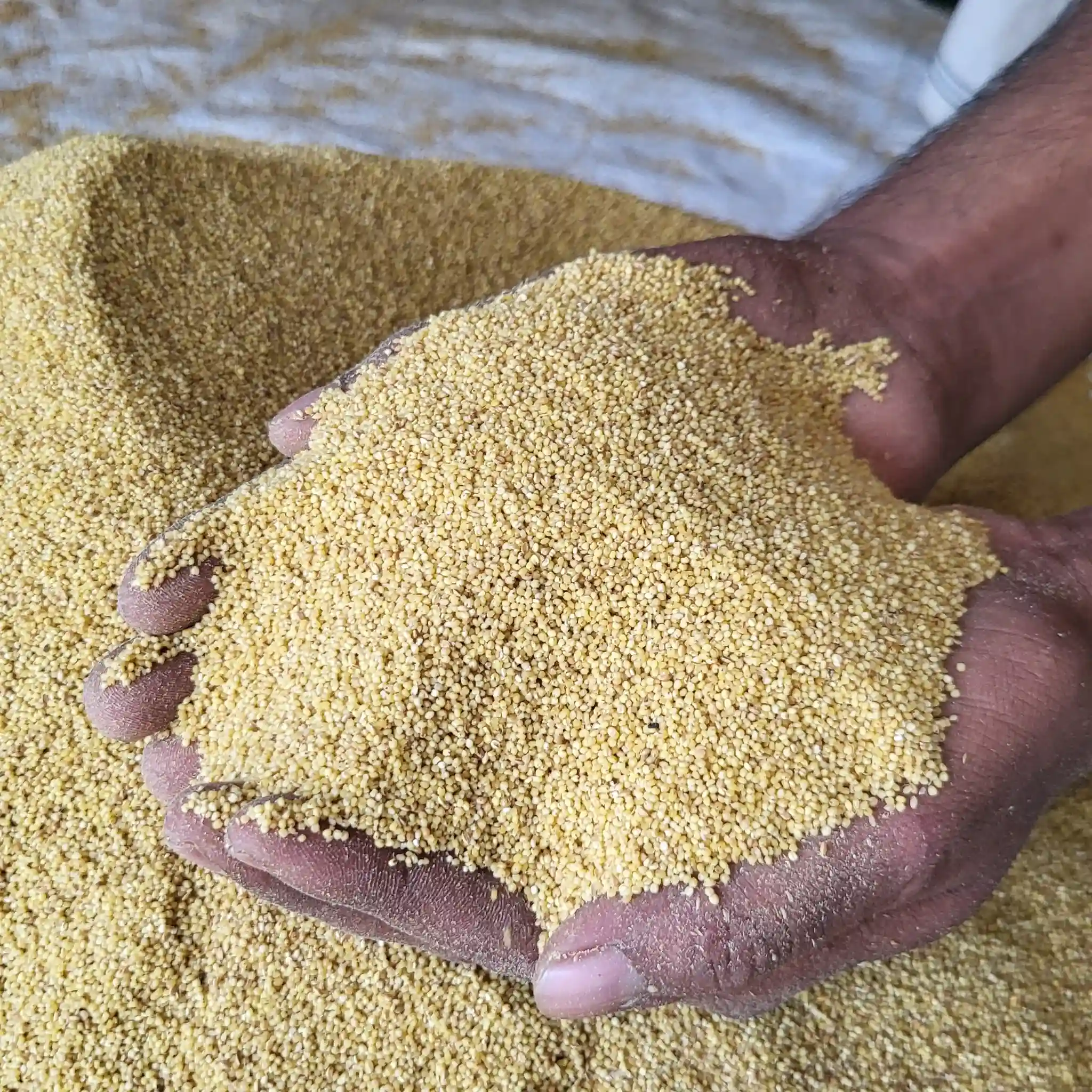 কাউনের চাল