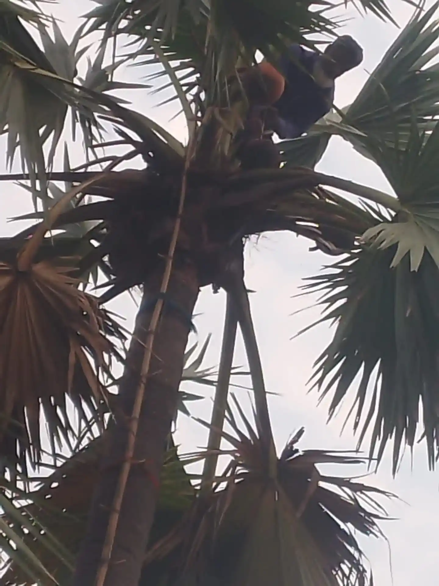 তালের গুড়